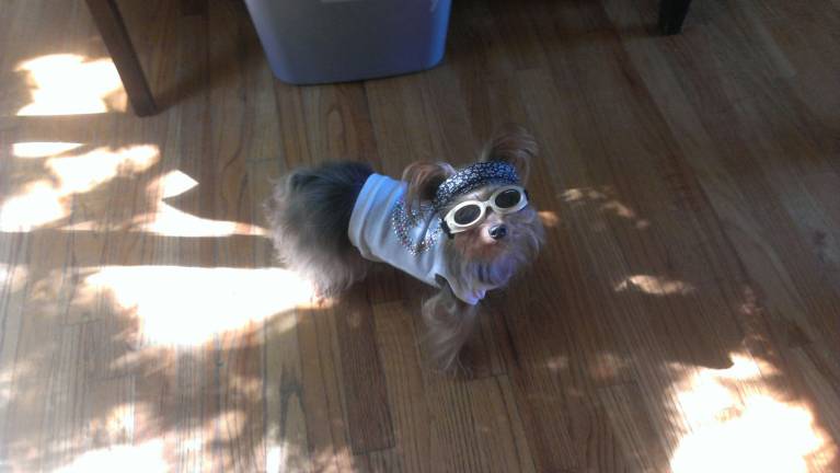Pampered pets