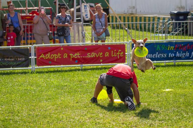 $!K9s in Flight showcases rescue pups performing incredible stunts.