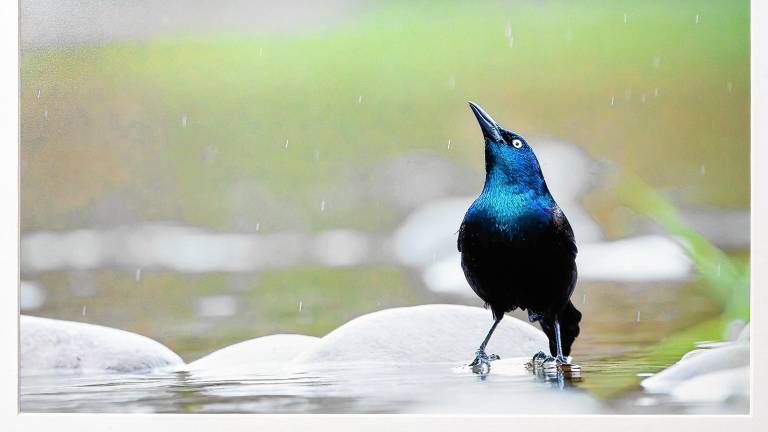 <b>This photo by Tyler Walker won first place in the birds category and Best in Show in the Adult Amateur Division last year. (Photo provided)</b>