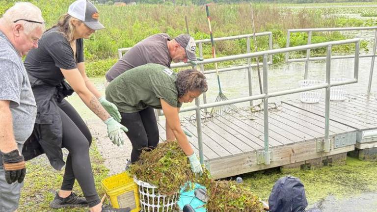 Residents pull water chestnuts from the northeast arm of Greenwood Lake on June 7. (Photo by Peter Lyons Hall)
