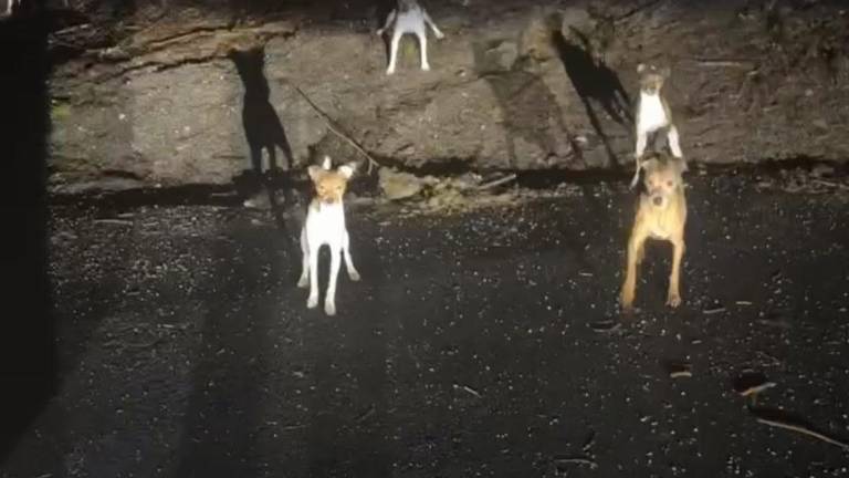 <b>Over 30 dogs were abandoned in multiple Sussex County locations March 16. Photos: NJ State Police Facebook</b>